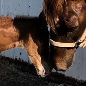 Meet your Posher, Kitty